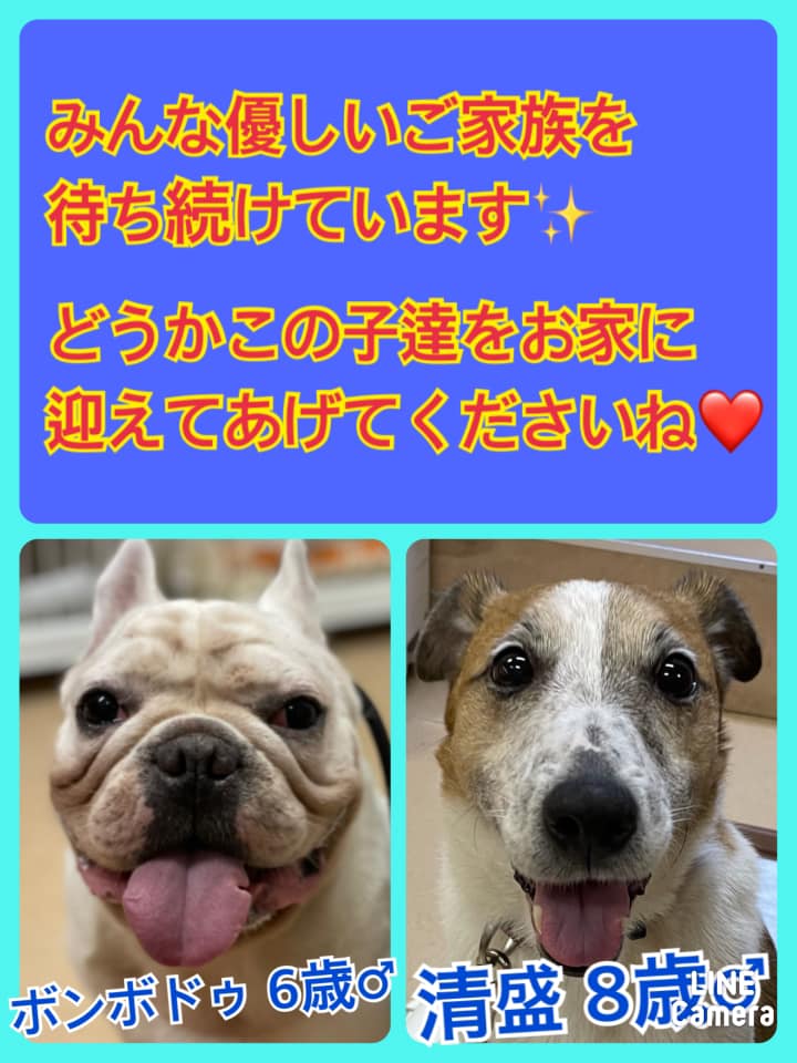 🐾今日の里親様募集中ワンコ🐶＆ニャンコ🐱メンバーです🐾2021,5,17